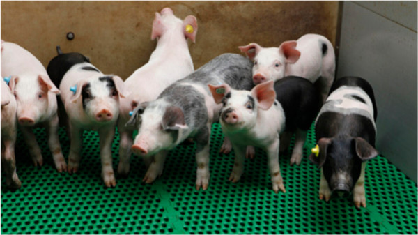 猪价步步高升！27省市全部上涨！农业农村部重磅发布，缺猪已成定局！