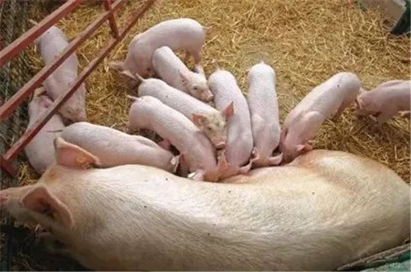 如何提高母猪的奶水质量？这些催奶方法，你都知道吗？