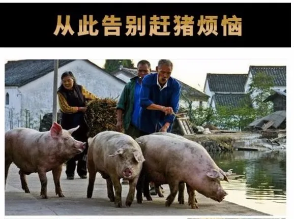 猪场赶猪