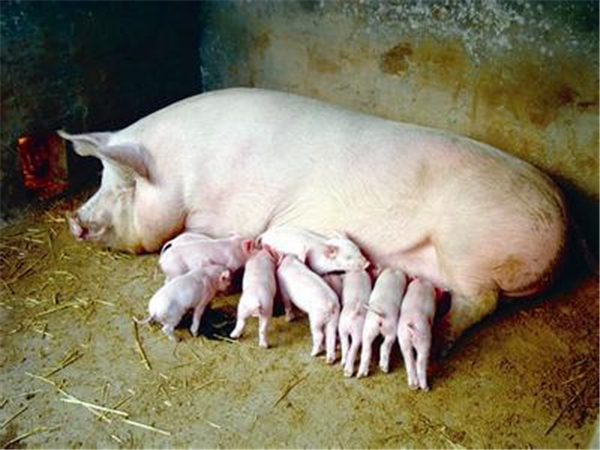26年执兽微生物92个必背考点