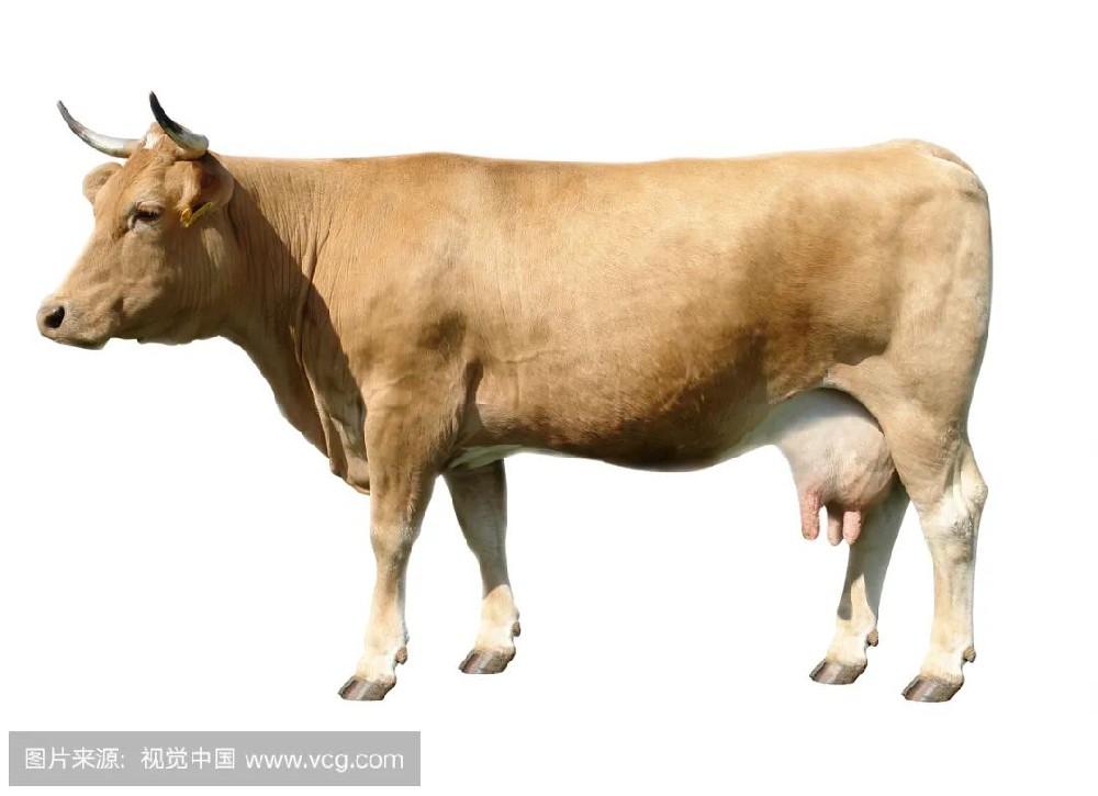 这周日执业兽医，5h背完275过了
