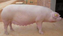 医生物化学试题及答案解析三