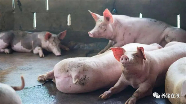 兽医亚硝酸盐、氢氰酸中毒